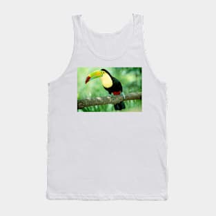 Keel-billed toucan (Ramphastos sulfuratus) in tree (Z888/0001) Tank Top